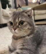 قطة سكوتش فصيله نادرة