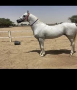 مطلوب حصان بولش او مكس مايكبش ومايرقص