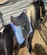 للبيع بوني هادي سلام ما يشكي من شيء صامل ما قصر معه إن شاء الله55974255