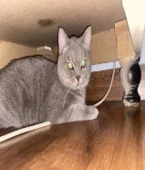 CAT FOR ADOPTION