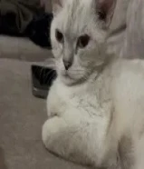 cat needs a loving home56658300دردش