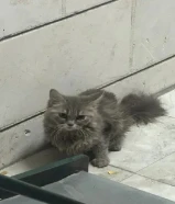 قطه للتبني شيرازي عمرها 6. 7 شهور انثى