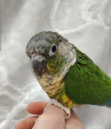 كنيور قرين شك اليف