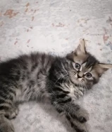 قط صغير للبيع قابل للمساومة