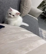 قط ذكرشيرازي العمر ثلاث شهور ومعاه دفتر تطعيم ونظيف ولعوب