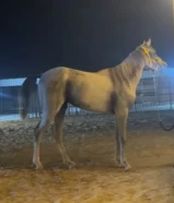 حصان مصري بيور العمر 2 ونص