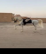 خيل للبيع مصري