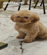 للبيع كلب بودل