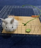 ارنب لطيف مناسب لتربيه البيوت