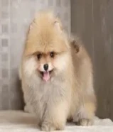 للبيع بومرينيان