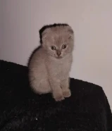 كيتن للبيع سكوتش فولد الاعمار شهر ونص سته خمس صفر ثلاث ثلاث اربع اربع تسع kitten Scottish