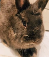 ارانب للبيع نوع مميز