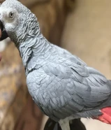 للبيع كاسكو فل ربوه نثيه محلله