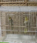 طيور كروان