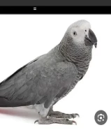 مطلوب كاسكو