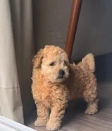 كلب بودل عمره شهرين