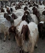 غنم نعيمي للبيع في الكويت