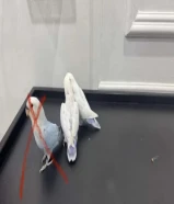 للبيع فروخ لوف بيرد شامل الملحقات