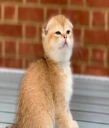 Scottish Fold Kittens