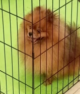 للبيع البنت وابوها