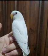 فروخ لوفبيرد ربوة قاطعين عس