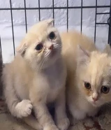 للبيع قطط برتش شورت هير وسكوتش فولد شورت هير