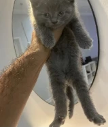 قطط سكوتش فولد