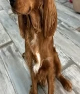 English cocker spaniel