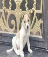 للبيع كلب جاك راسل