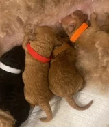 ceللبيع والحجز توي بودل For sale and reservation toy poodle