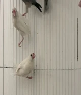 طيور محميات