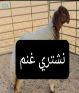 نشتري غنم ومعزا والدفع كاش