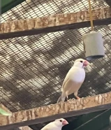 للبيع محمية طيور جاوا عكس