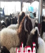 قصاب تحت الطلب +زبايح للبيع