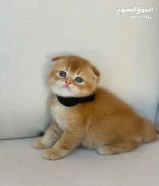 Teddy Bear Golden Scottish Fold