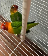 زوج فشر بسعر مناسب (بالمنقف) For sale green fischer opaline (mangaf)664696
