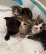 Kittens, Scottish Fold and British cats