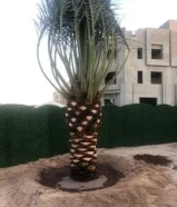 بيع وشراء النخيل وشيل وزراعه وتنسيق حدايق اهوازي99827812