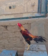 Turkey roster