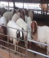 قصاب تحت الطلب