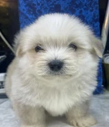 للبيع على اجلابه النوع شيتتزو العمر شهرين الصحه اوك لعوبين في ذكر و في نثيه