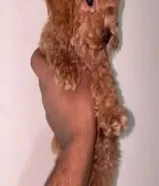 للحجز جراوه بودل