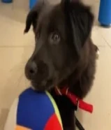 رborder collie female for sale shes 11 weeks old born on october 16 2025