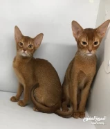 للبيع abyssinian kitten