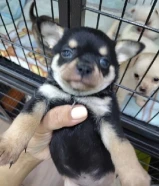 Mini PURE Chihuahua