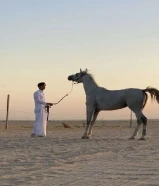 حصان بلدي العمر5 سنوات