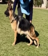 للبيع نثيه جيرمن شيبر شولاين
