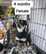 Pure Mini chihuahua