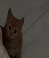 تبني قطه انثى