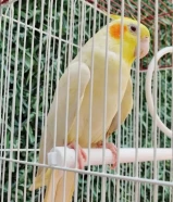 للبيع كروان( لاتيني عيون حمراء)ربوه يوقف على اليد ومافيه عض يغرد ويغني.......